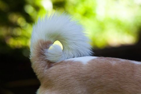 Köpeklerin Kuyrukları Ne İşe Yarar?