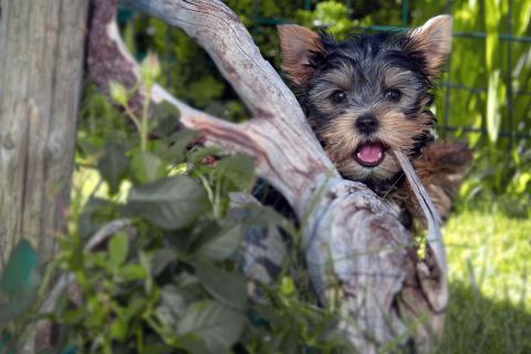 Köpeklerde Davranışsal Sorunlar ve Çözüm Yolları