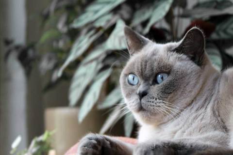 British Shorthair Cinsi Kedinize Nasıl Mama Seçmelisiniz?
