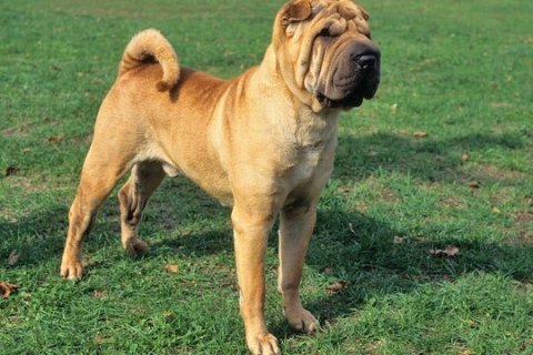 Chinese Shar Pei Cinsi Köpek Özellikleri ve Bakımı