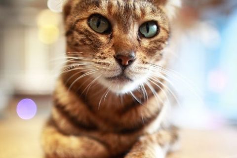 Kediler İçin En İyi Oyuncaklar: Psikolojik Sağlık İçin Öneriler