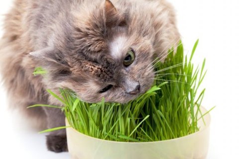 Kedi Çimi Seçiminde Dikkat Etmeniz Gerekenler Nelerdir ?