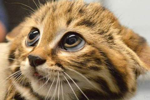 Kedilerin Davranışları: Neden Mırlar, Tırmalar ve Sürtünürler?