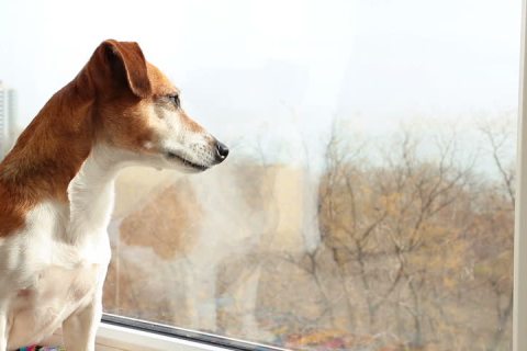 Köpek Sahiplenmeden Önce Bilinmesi Gerekenler