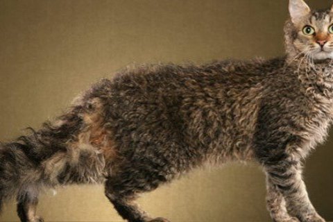 Laperm Cinsi Kedi Özellikleri ve Bakımı