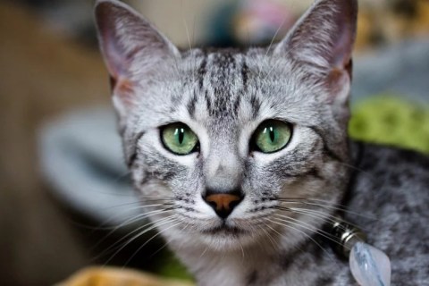 Mısır Mausu Cinsi Kedi Özellikleri ve Bakımı