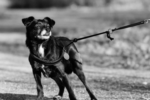  Köpeğinizi Tasmaya Nasıl Alıştırabilirsiniz? Yöntemleri Nelerdir ?