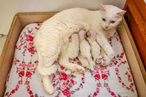 En Güzel Erkek ve Dişi Kedi İsimleri