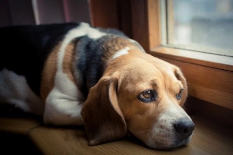 Köpeğimin Ayrılık Kaygısı Yaşadığını Nasıl Anlayabilirim?