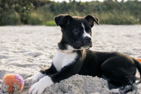 Köpeklerin Dili: İfade Biçimleri, İletişim Yolları ve Sahipleriyle Bağlantıları