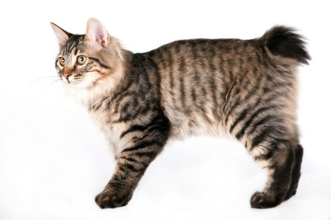 Amerikan Bobtail Cinsi Kedi Özellikleri ve Bakımı