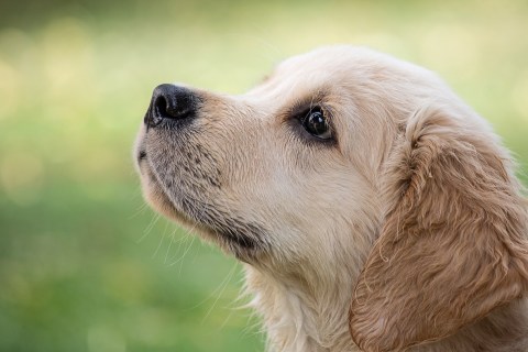 Köpek Nezlesi Hastalığı ile İlgili Bilinmesi Gerekenler