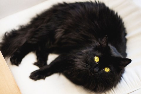 Chantilly Cinsi Kedi Özellikleri ve Bakımı