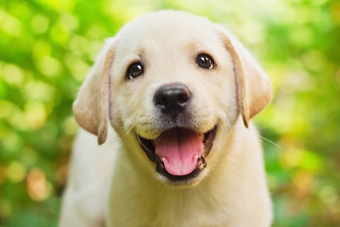 Köpeklerle Birlikte Tatile Çıkmabilmek İçin İpuçları