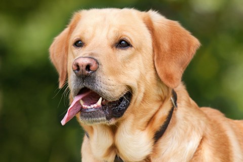 Yaşlanan Köpekler Nasıl Beslenmelidir?