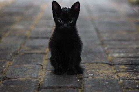 Bombay Cinsi Kedi Özellikleri ve Bakımı Hakkında Bilgi