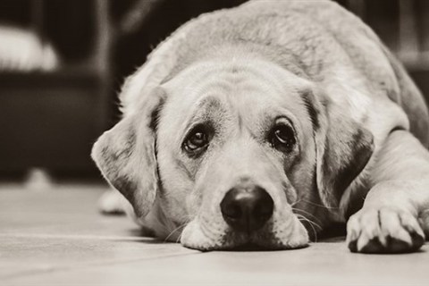 Köpeklerde Anemi Nedenleri Nelerdir?