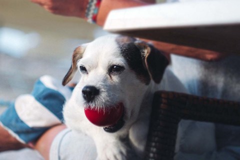 Köpek Sahiplenmeden Önce Dikkat Edilmesi Gerekenler