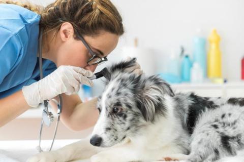 Köpeklerin Kulakları Nasıl Temizlenir?