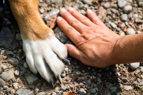 Kedi ve Köpeklerde Pati Şişmesi Neden Olur?