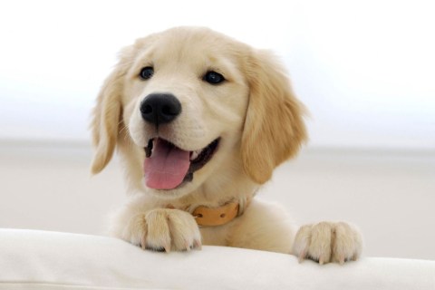 Yavru Köpek Bakımında Nelere Dikkat Etmeliyiz ?