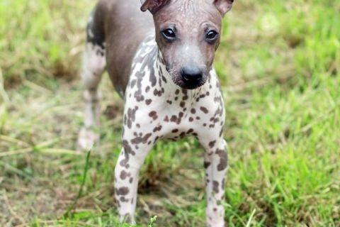 Amerikan Hairless Terrier Cinsi Köpek Özellikleri ve Bakımı