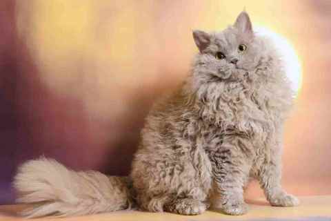 Ural Rex Kedi ırkının Genel Özellikleri ve Bakımı Hakkında Bilinmesi Gerekenler