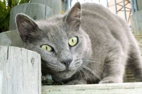 Kedi Gözü Sulanması Sebepleri ve Tedavi Yöntemleri Nelerdir ?