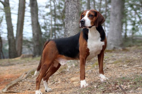 Hamiltonstovare Cinsi Köpek Özellikleri ve Bakımı