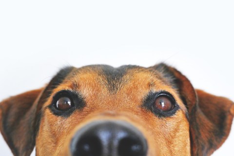 Köpeklerde Alerji Türleri Hakkında Bilgi