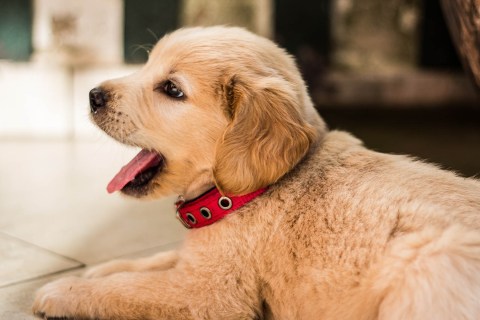 Yavru Köpekler Neden Isırır ve Isırmaları Nasıl Önlenir?