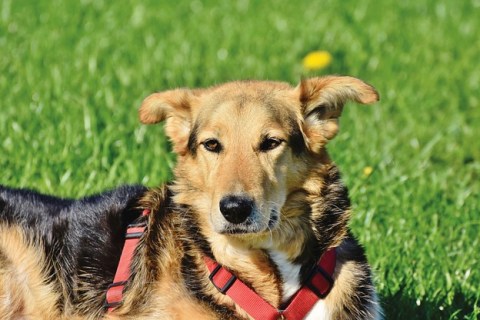 Köpek Sağlığı: Sık Görülen Hastalıklar ve Korunma Yolları