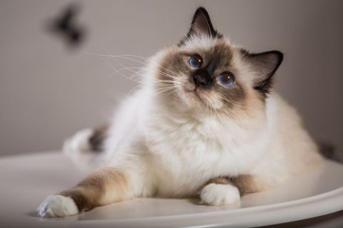 European Burmese Kedi Irkının Özellikleri ve Bakımı Hakkında Bilinmesi Gerekenler