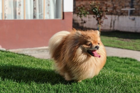 Pomeranian Boo Özellikleri Nedir ve Bakımı Nasıl Yapılır ?