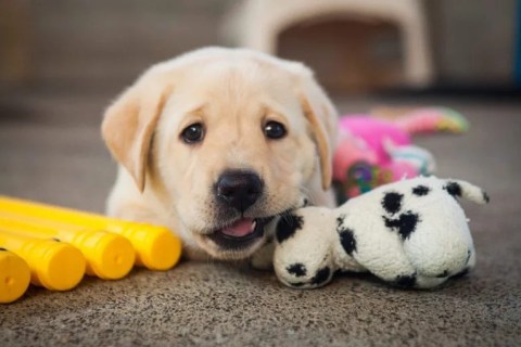 Köpek Bakımı Hakkında Tüyolar Nelerdir?