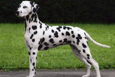 Dalmaçyalı Cinsi Köpek Özellikleri ve Bakımı