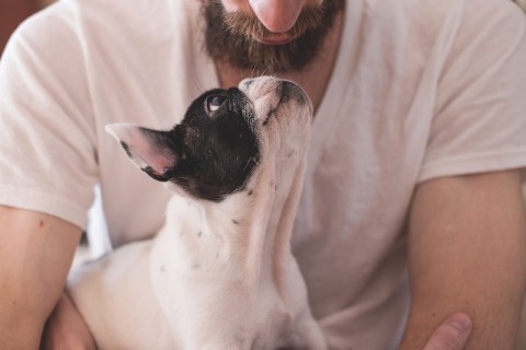 Köpeğiniz Kıskanıyorsa Ne Yapmalısınız?