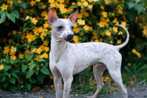 Farklı Köpek Irkları ve Karakter Özellikleri: Hangi Irk Size Uygun?