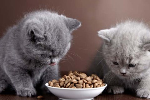 Kedi Bakımı ve Beslenmesi İçin Püf Noktalar