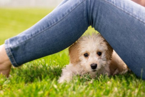 Yavru Köpeklerde Sosyalleşme ve Önemi