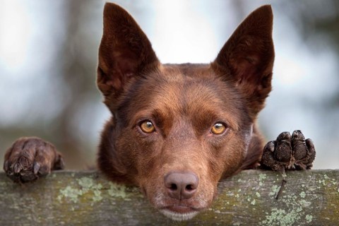 Köpeklerin Duygusal Zekası ve İnsanlarla Kurdukları Bağlar Nelerdir ?