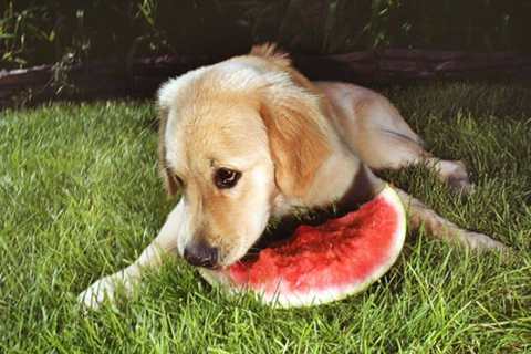 Köpekler Neden Toprak Yer? Sebebi Nedir ?