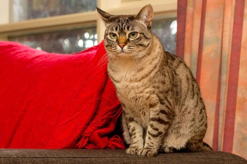 Australian Mist Cinsi Kedi Özellikleri ve Bakımı