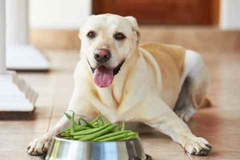 Köpeklerin En Sevdiği Yiyecekler Nelerdir ?