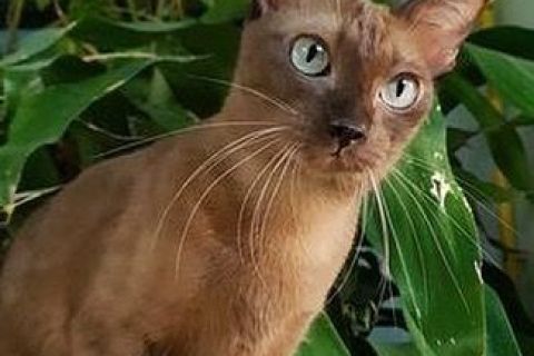Wila Krungthep Cinsi Kedi Özellikleri ve Bakımı