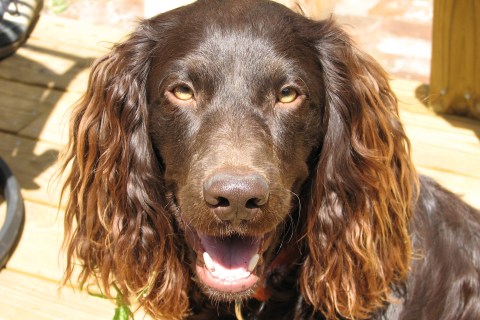 Boykin Spaniel Cinsi Köpek Özellikleri ve Bakımı