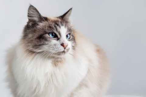 En Sakin Kedi Irkları: Onları Çok Seveceksiniz