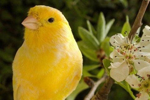 Kanarya Bakımında Nelere Dikkat Etmeliyiz ?