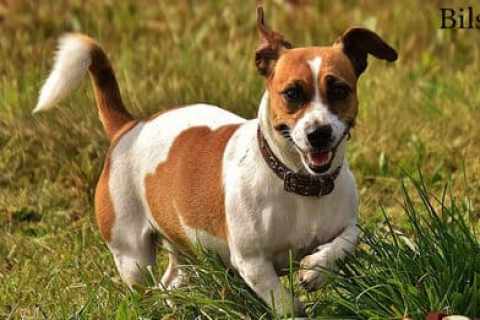 Köpekler Kuyruklarını Neden Isırır? Amaçları Nedir ?