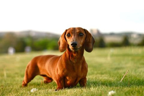 Dachshund Cinsi Köpek Özellikleri ve Bakımı